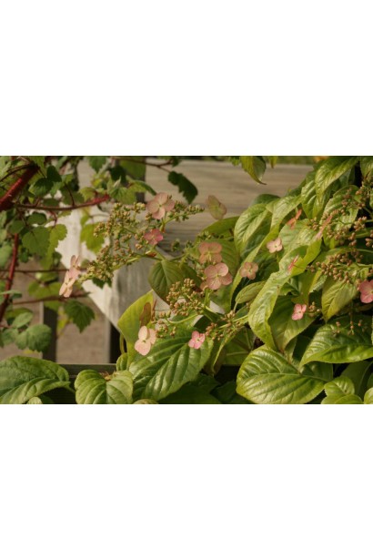 Гортензія черешкова  Круг Корал опис